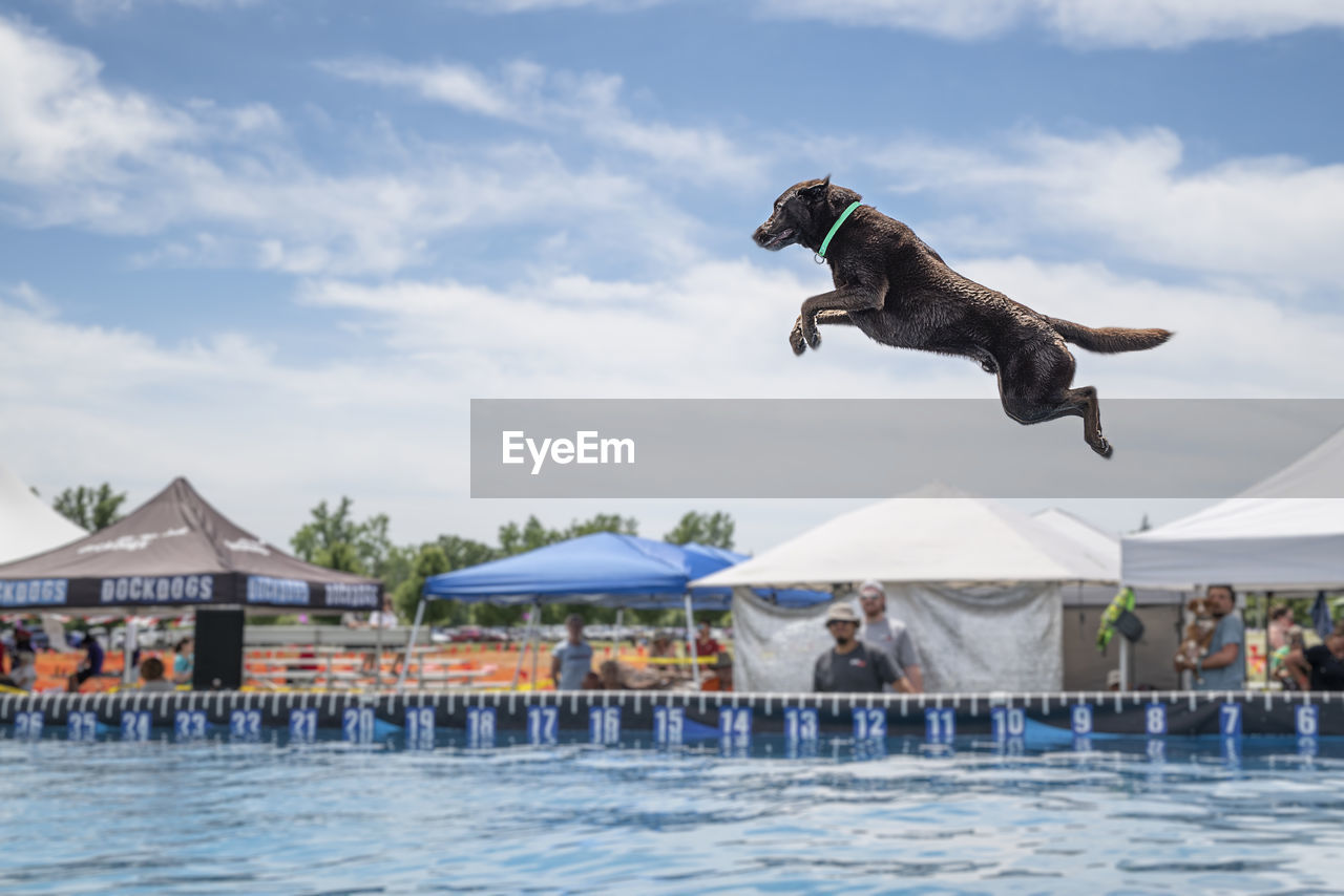 swimming, water, jumping, mid-air, dog, sky, nature, sports, animal themes, animal, cloud, day, mammal, sea, motion, architecture, swimming pool, domestic animals, canine, men, fun, pet, outdoors, leisure activity, one animal, beach, lifestyles, full length, travel destinations, adult