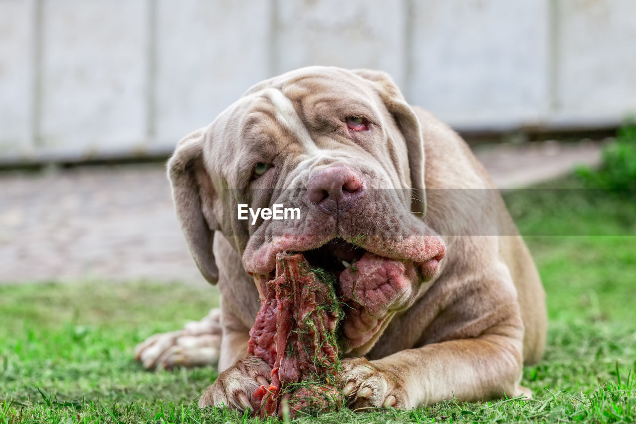 Close-up of dog on grass