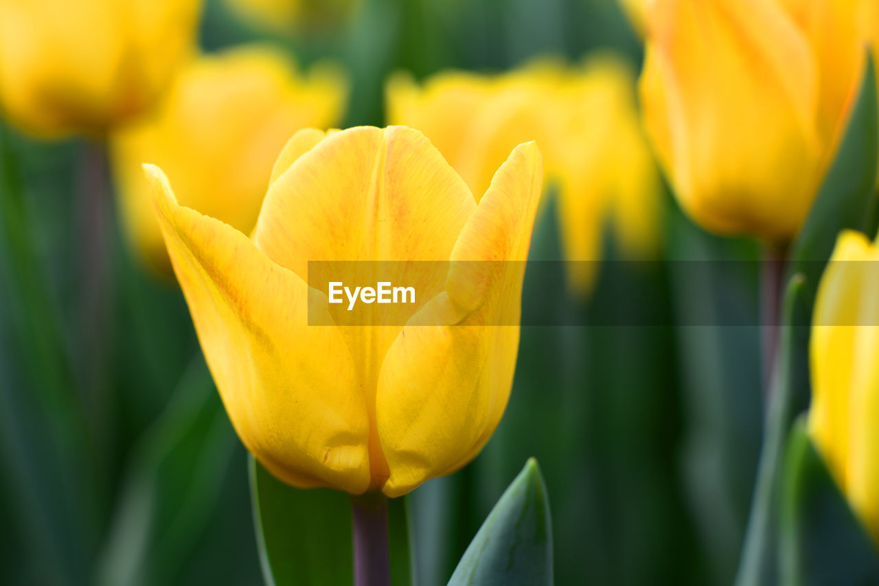 CLOSE-UP OF YELLOW TULIP WITH ORANGE TULIPS