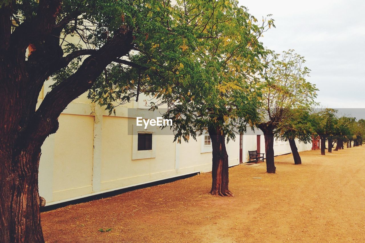 View of trees in front of houses