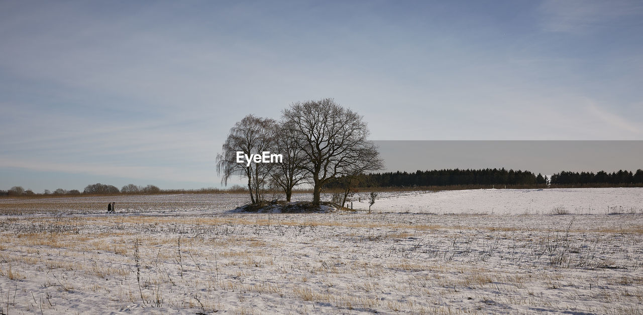 BARE TREES ON FIELD DURING WINTER