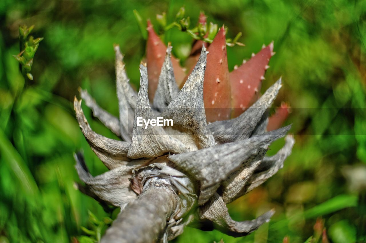 CLOSE-UP OF WET PLANT LEAVES