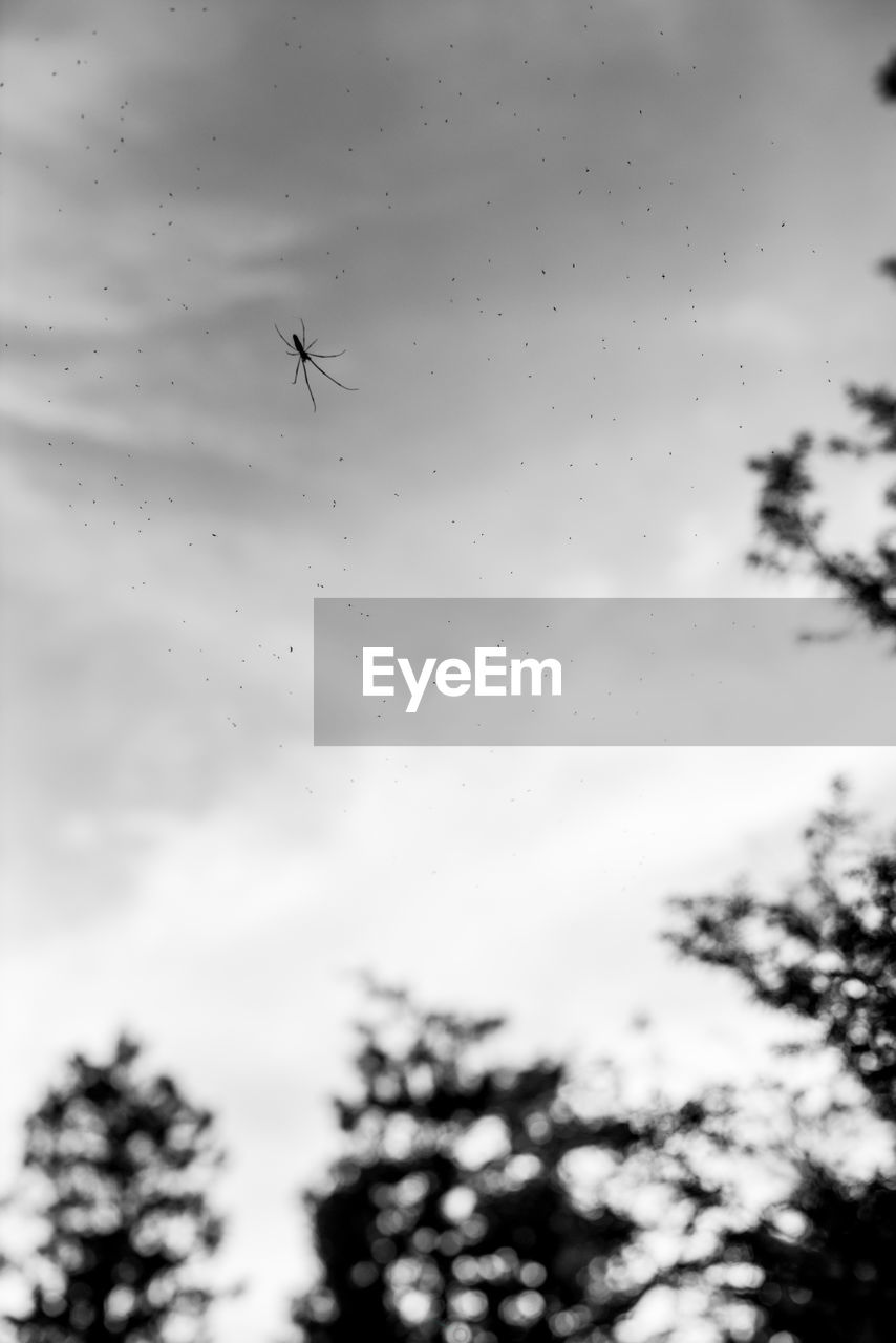 LOW ANGLE VIEW OF INSECT ON GLASS OF BUILDING