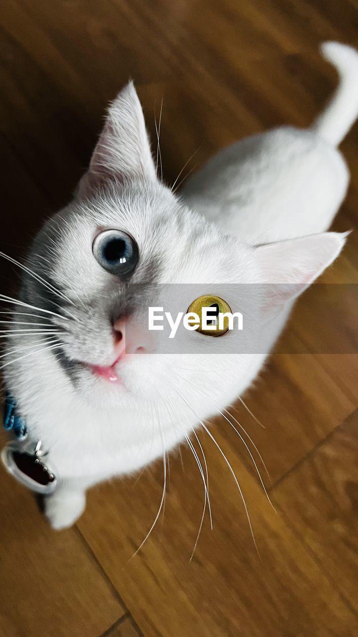 Close-up portrait of white cat with heterochromia