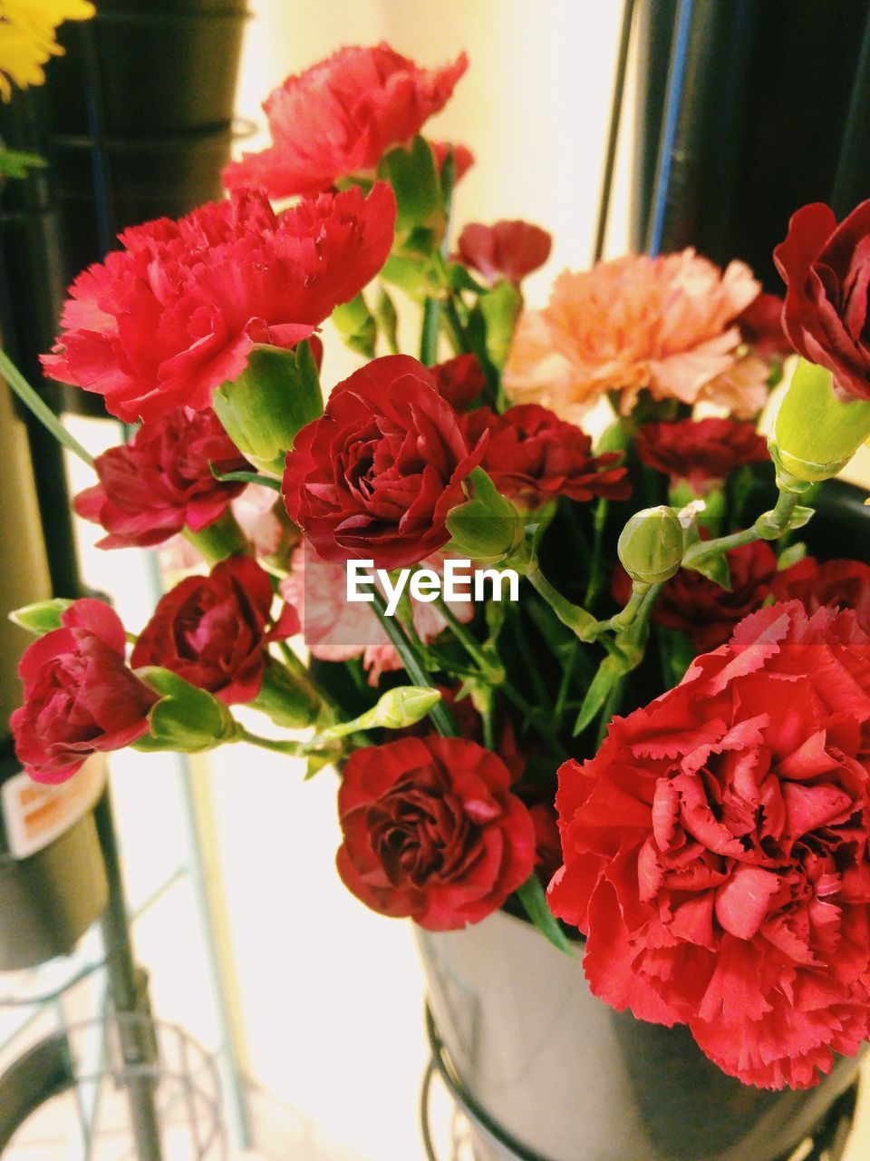 CLOSE-UP OF ROSES AGAINST RED ROSE