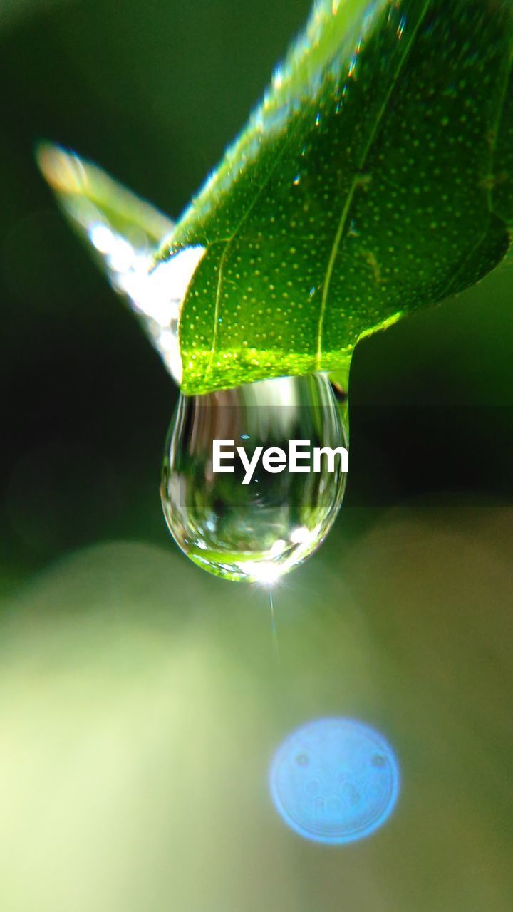 Close-up of water drop on leaf