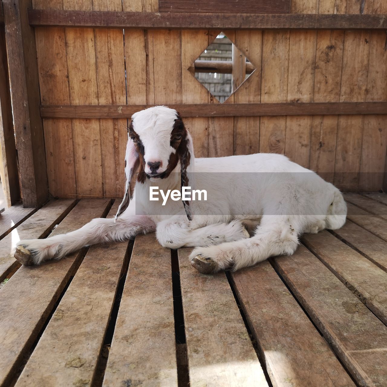 VIEW OF DOG LYING ON WOODEN FLOOR