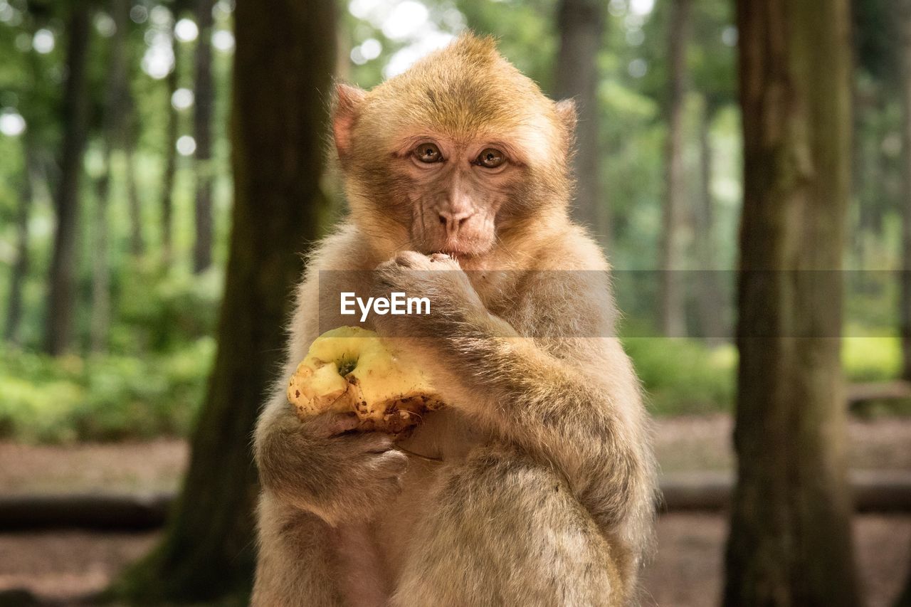 Portrait of barbary macaque holding apple in forest