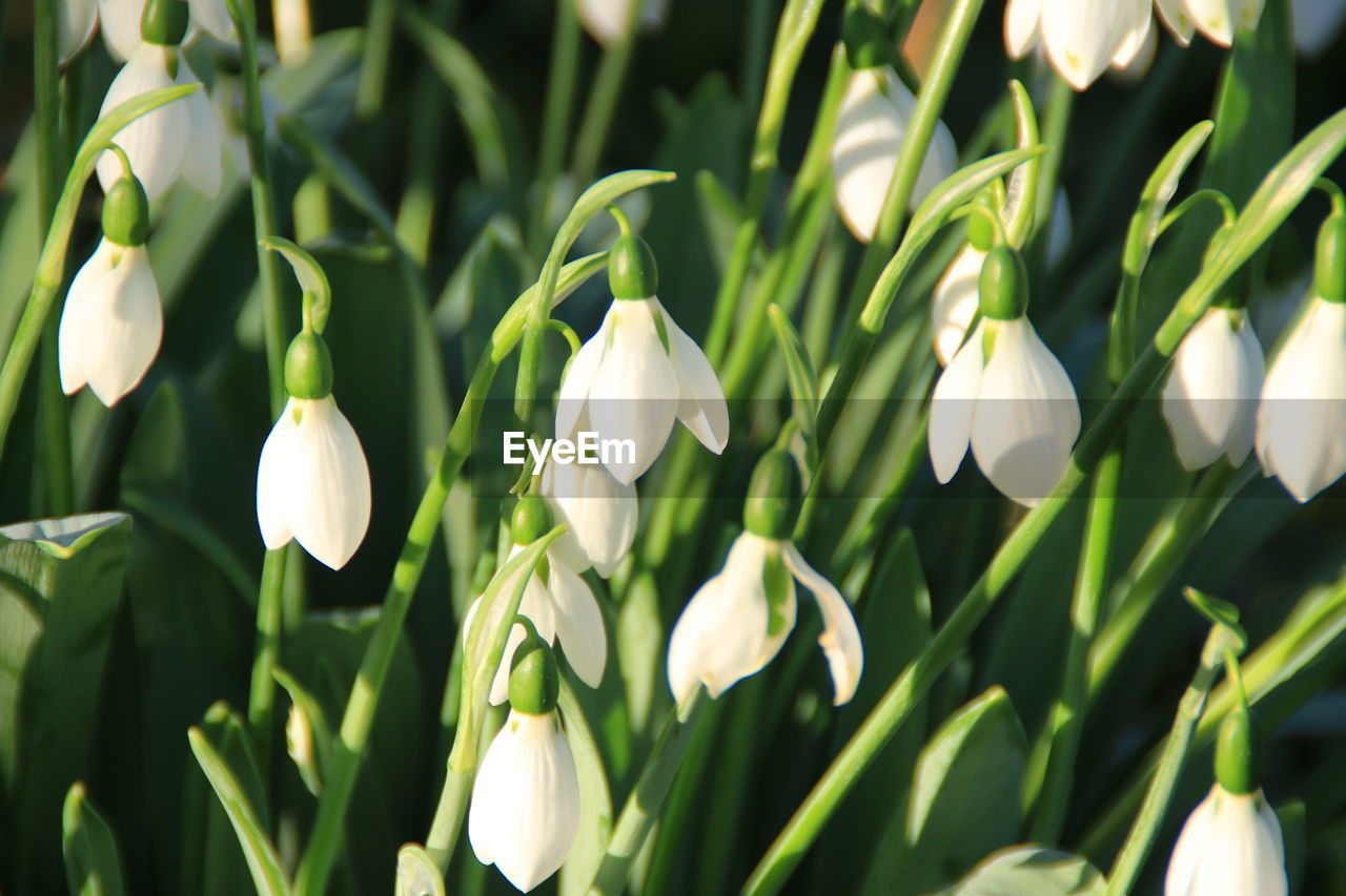 Close-up of snowdrops blooming outdoors