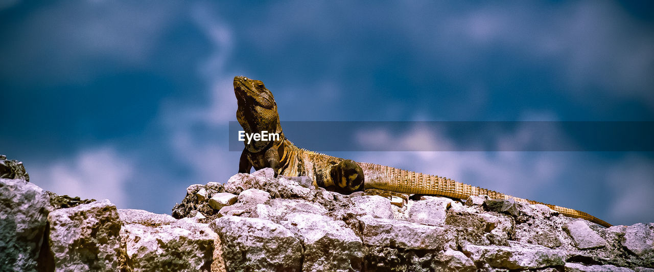 Panoramic shot of lizard on rock