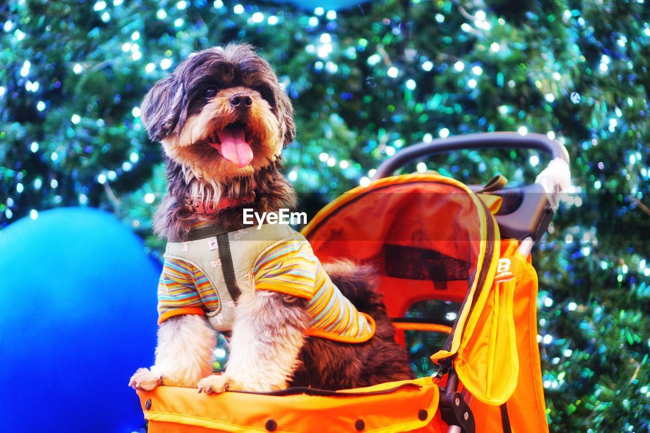 PORTRAIT OF DOG SITTING IN A PARK