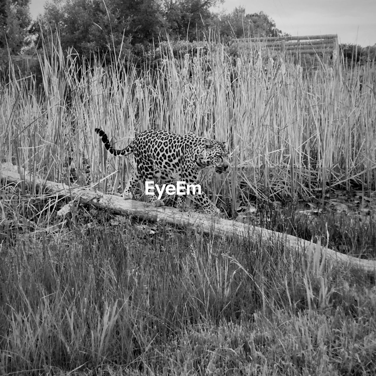 SHEEP ON FIELD