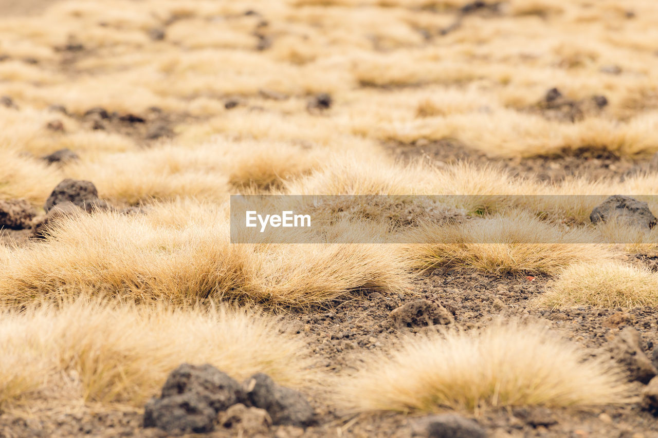 Close up of grass