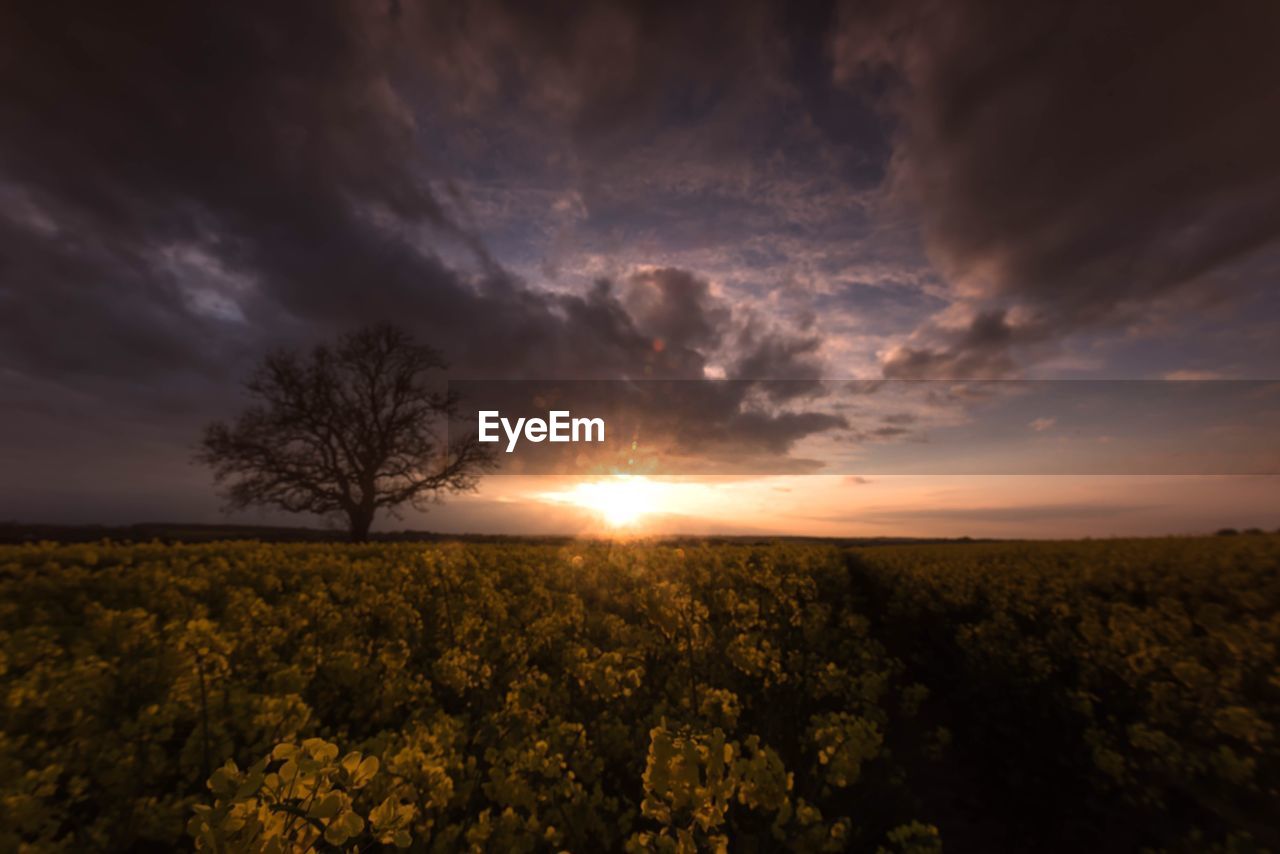 SCENIC VIEW OF FIELD AGAINST CLOUDY SKY