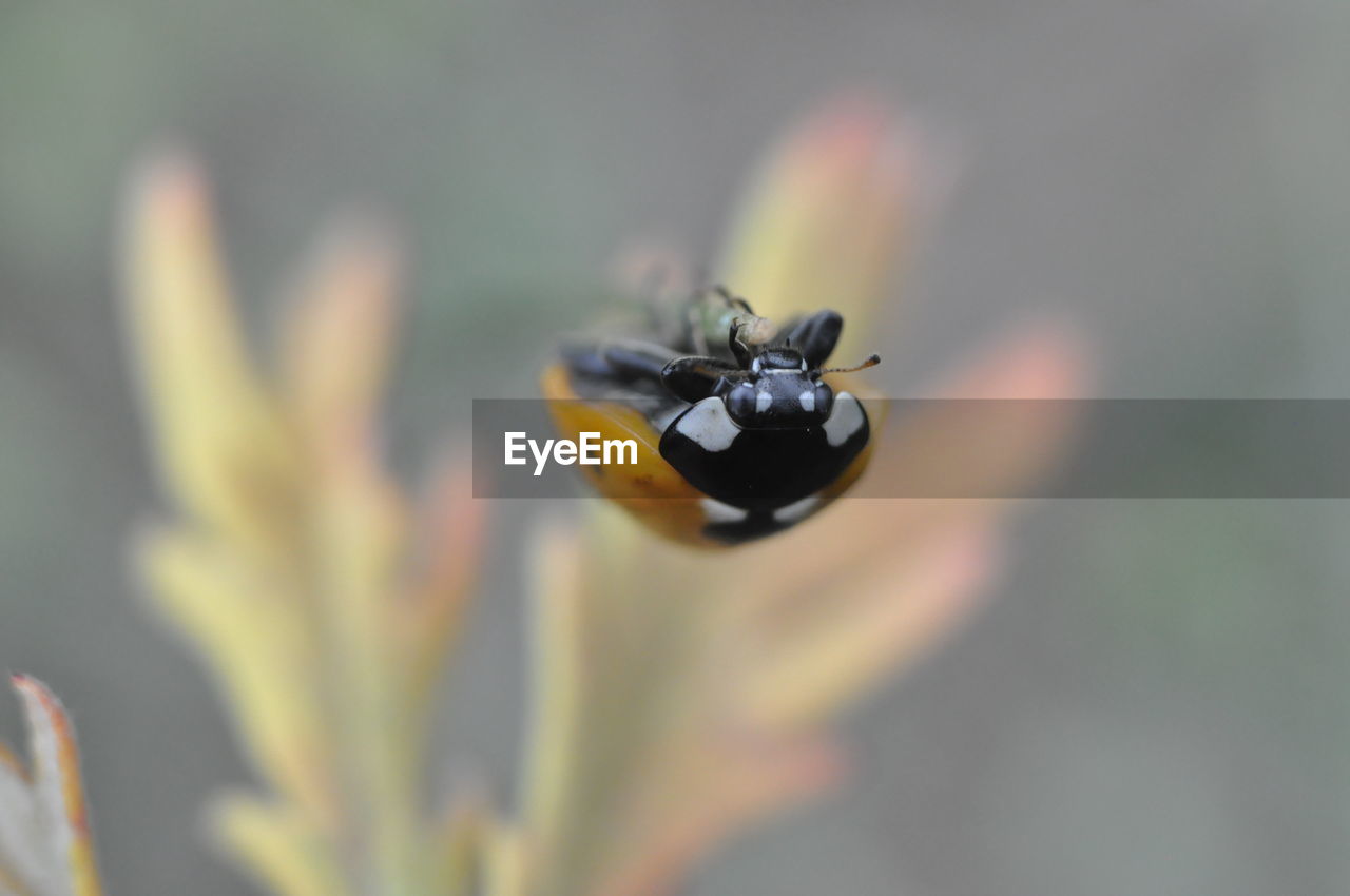 Directly above shot of ladybug on twig