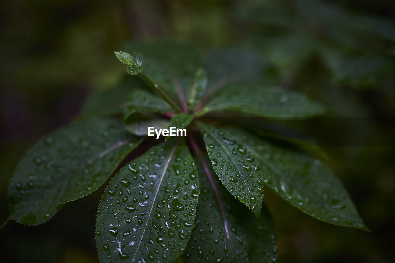 CLOSE-UP OF RAINDROPS ON LEAVES