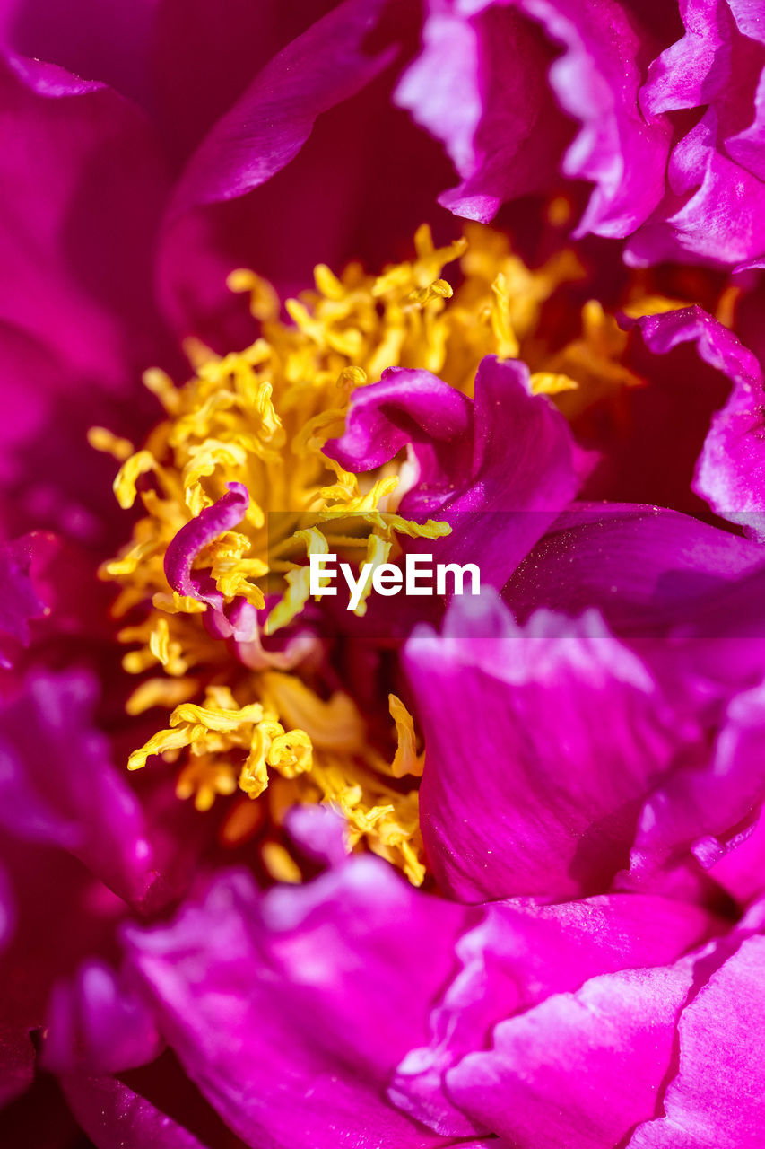 Close-up of purple flower blooming outdoors