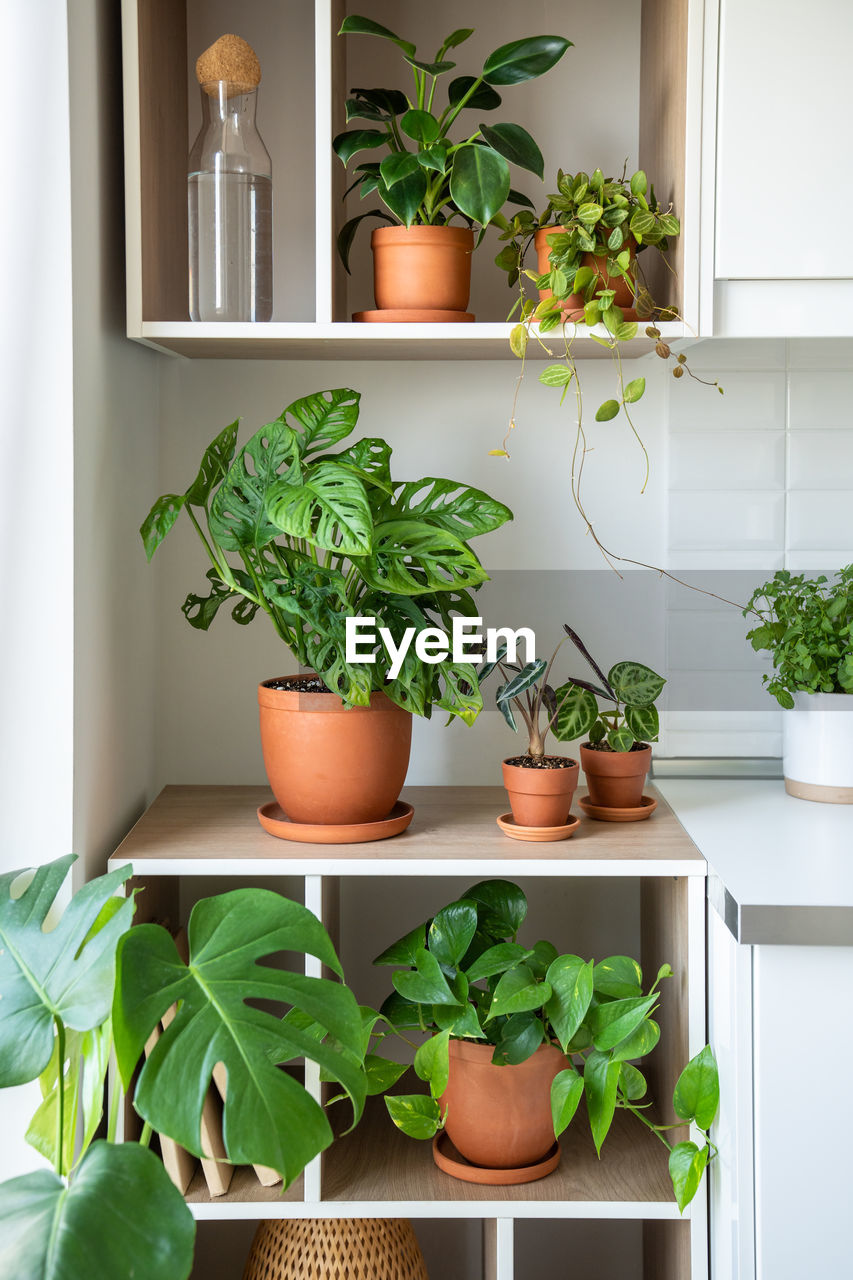 potted plants on table at home