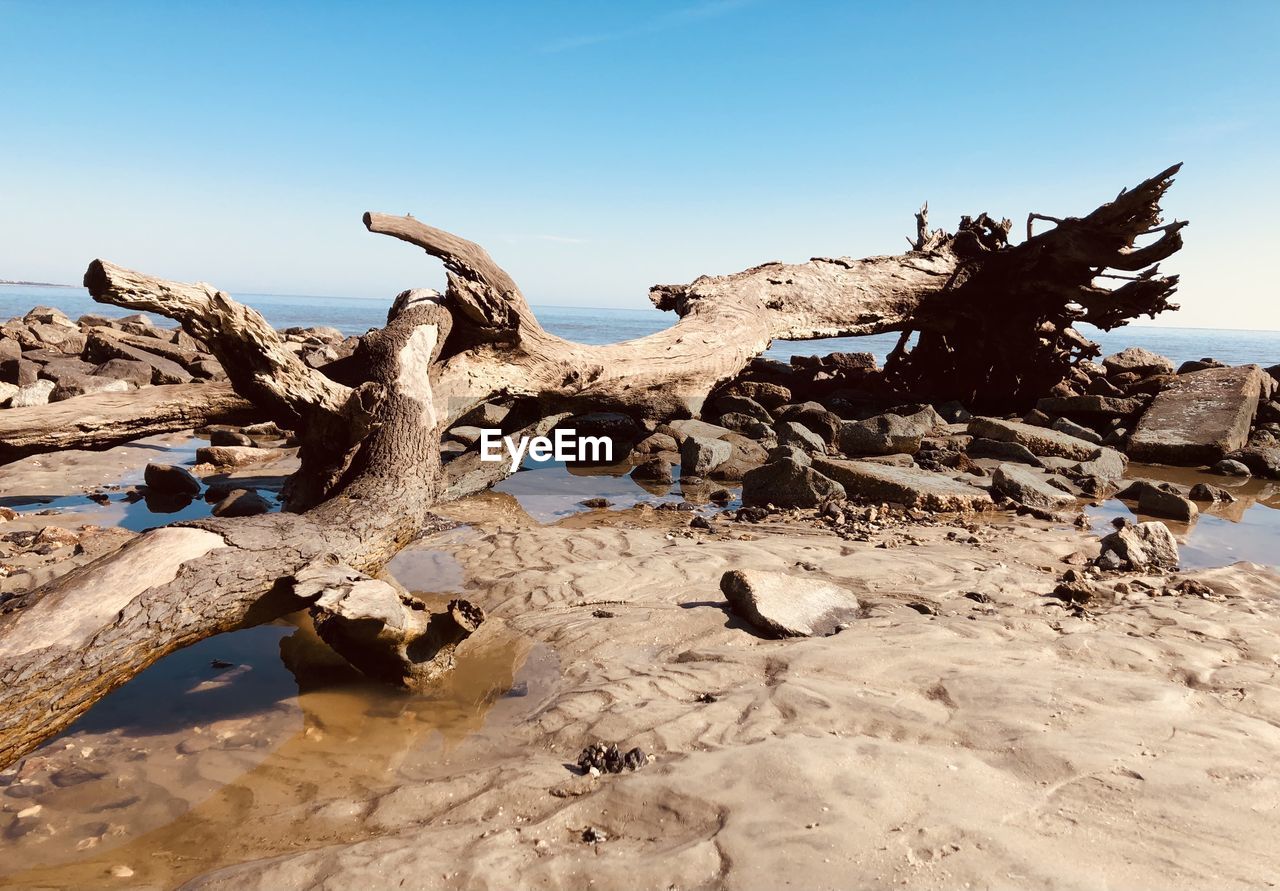 VIEW OF DRIFTWOOD ON BEACH