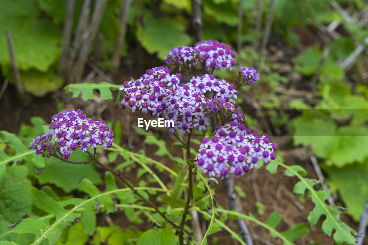 CLOSE-UP OF PURPLE FLOWERING PLANTS IN SUNLIGHT