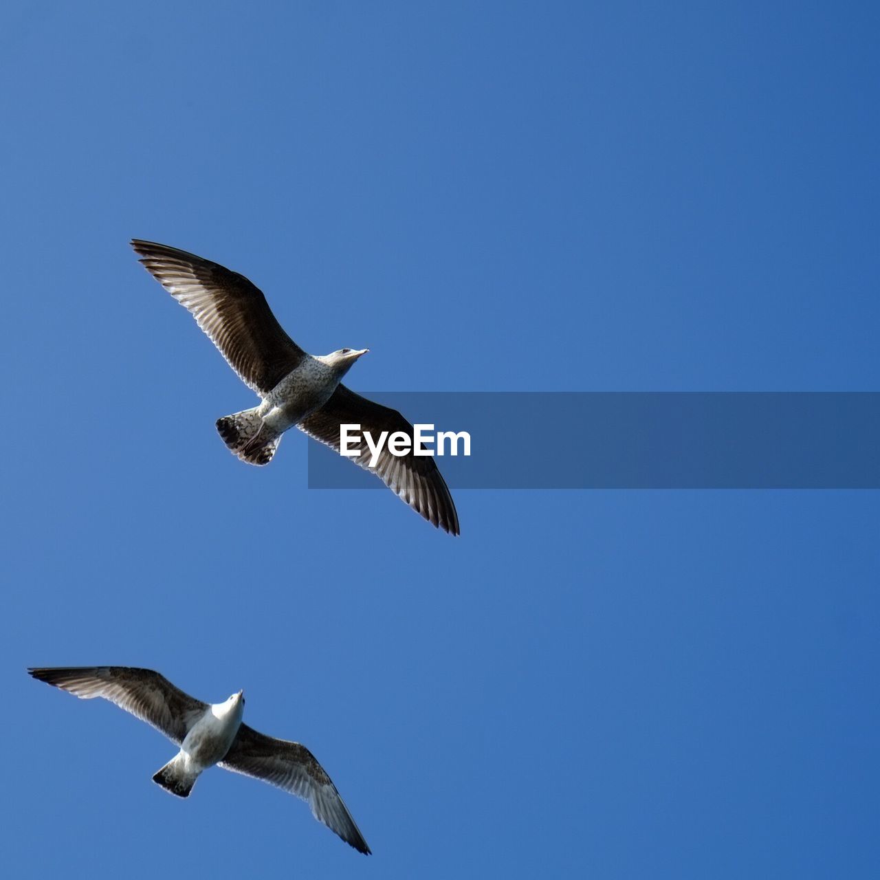 LOW ANGLE VIEW OF SEAGULL FLYING AGAINST CLEAR SKY