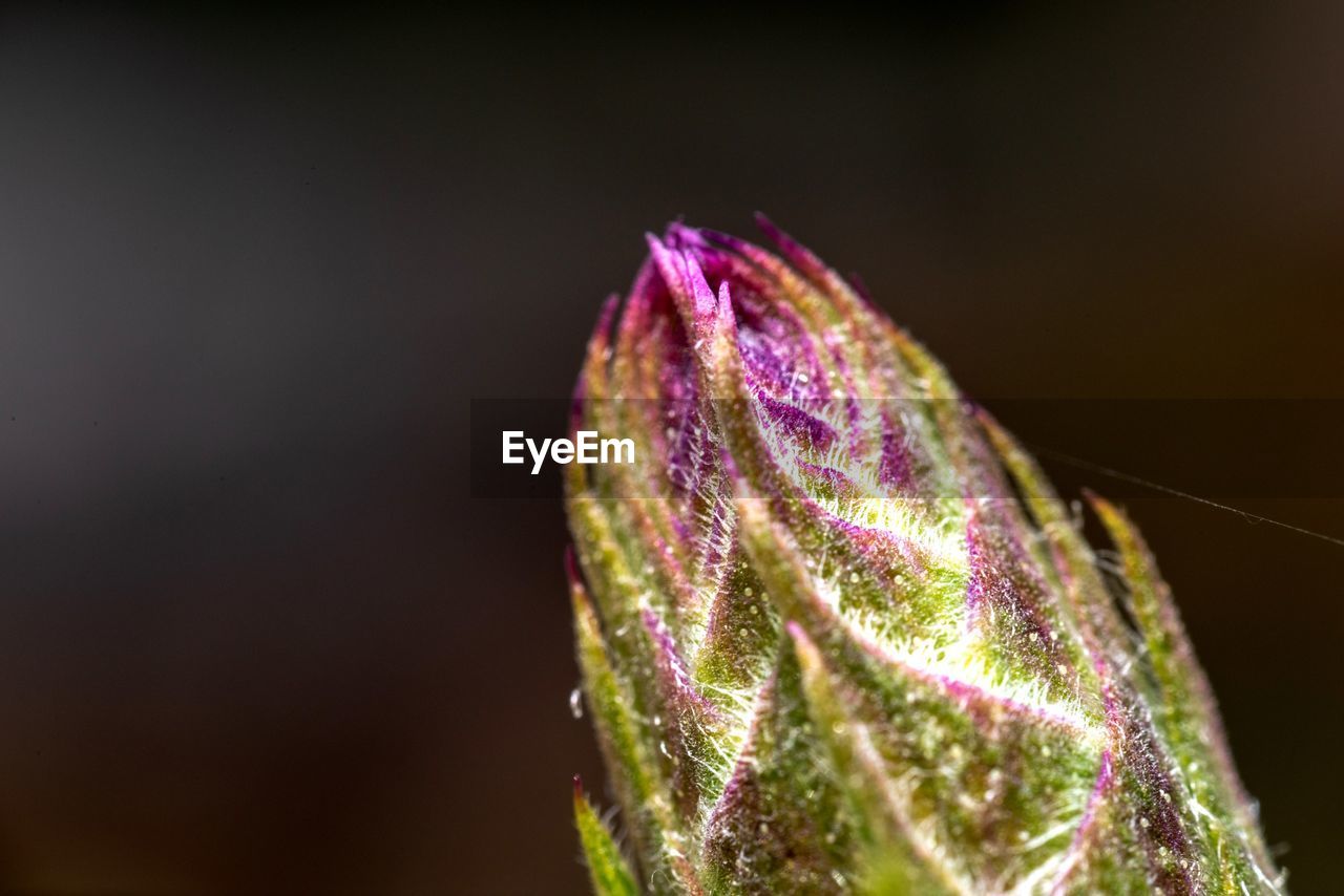 CLOSE-UP OF PURPLE FLOWERING PLANTS