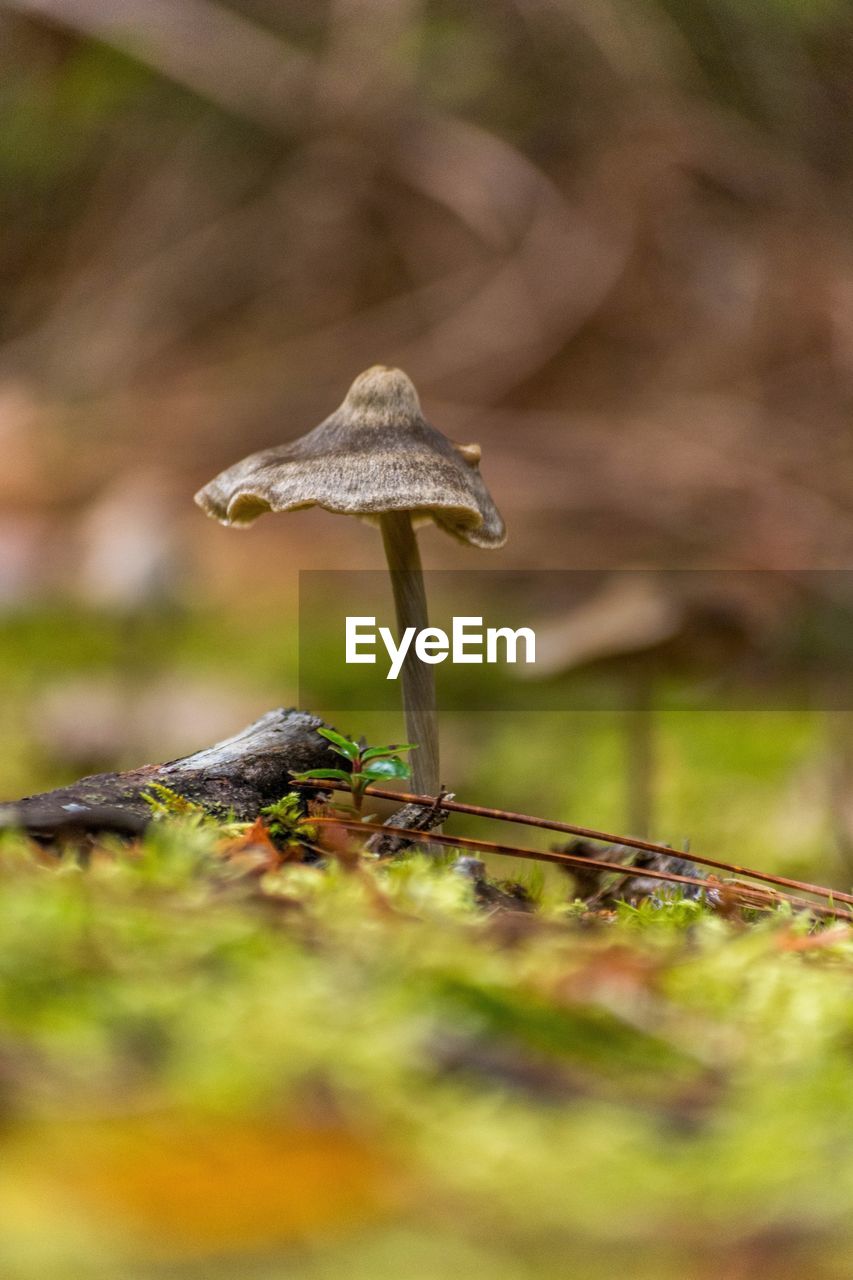 CLOSE-UP OF MUSHROOMS GROWING ON FIELD