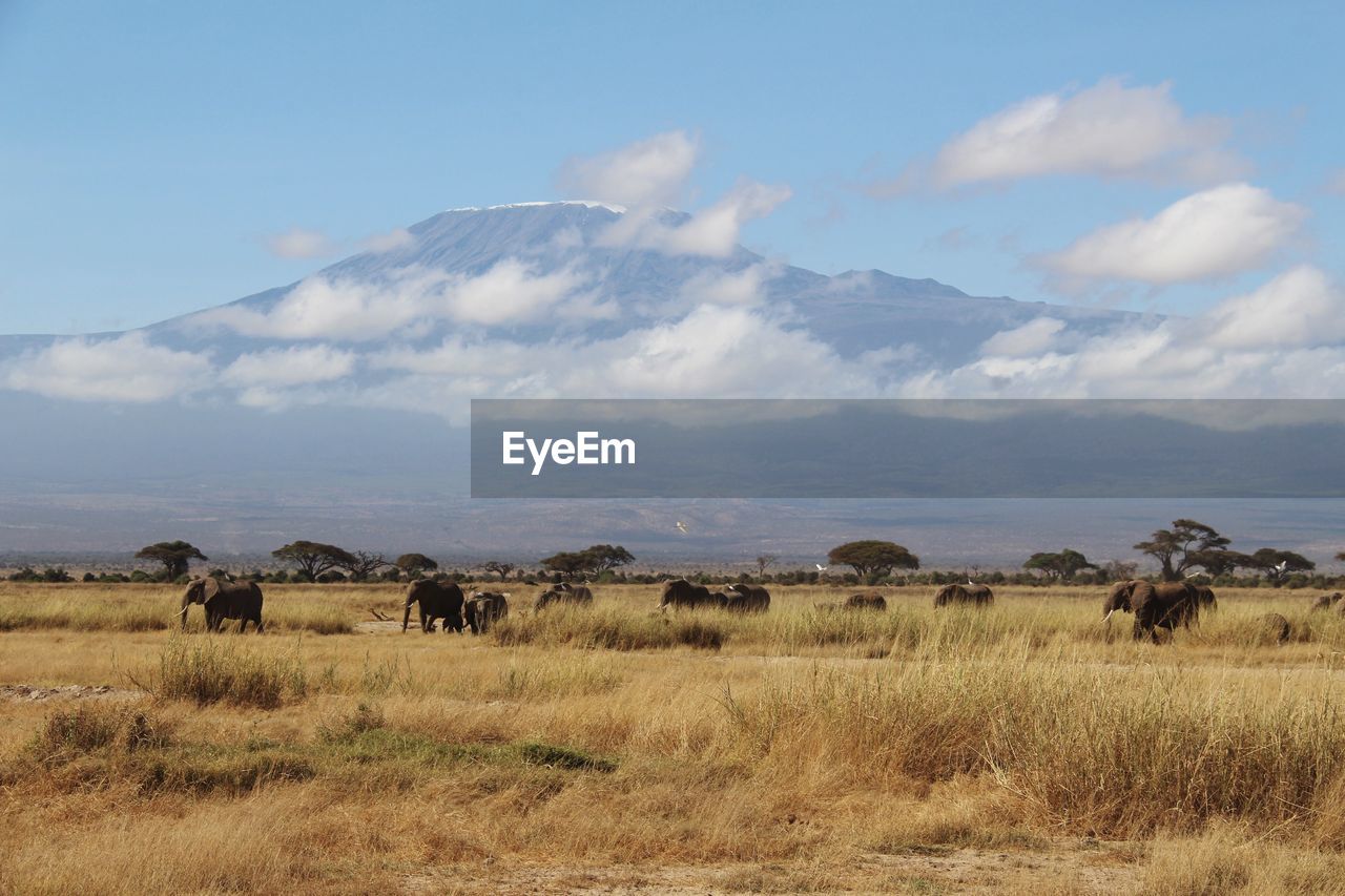 Elephant family on grassland against sky