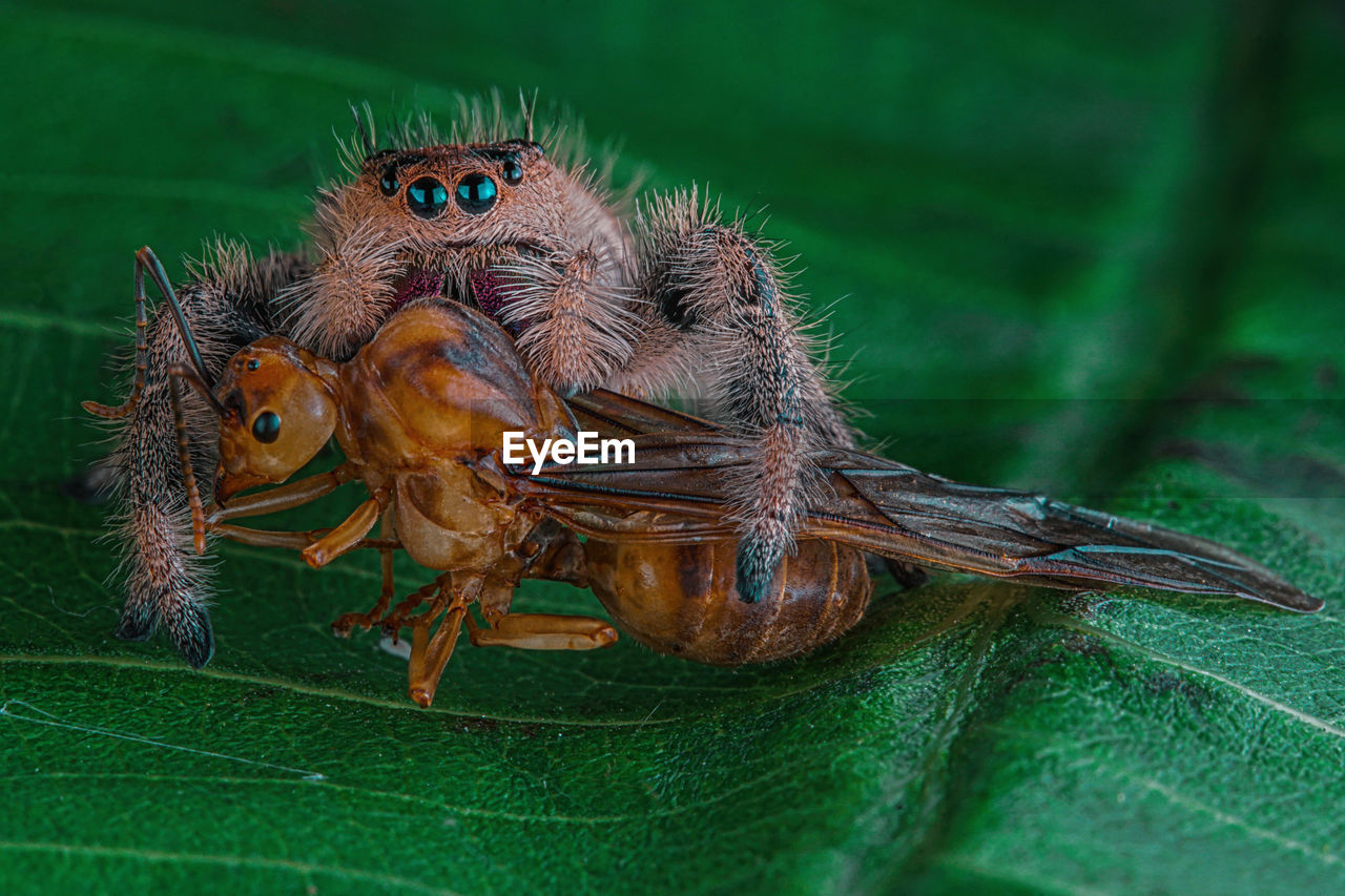 CLOSE-UP OF SPIDER ON GREEN LEAF