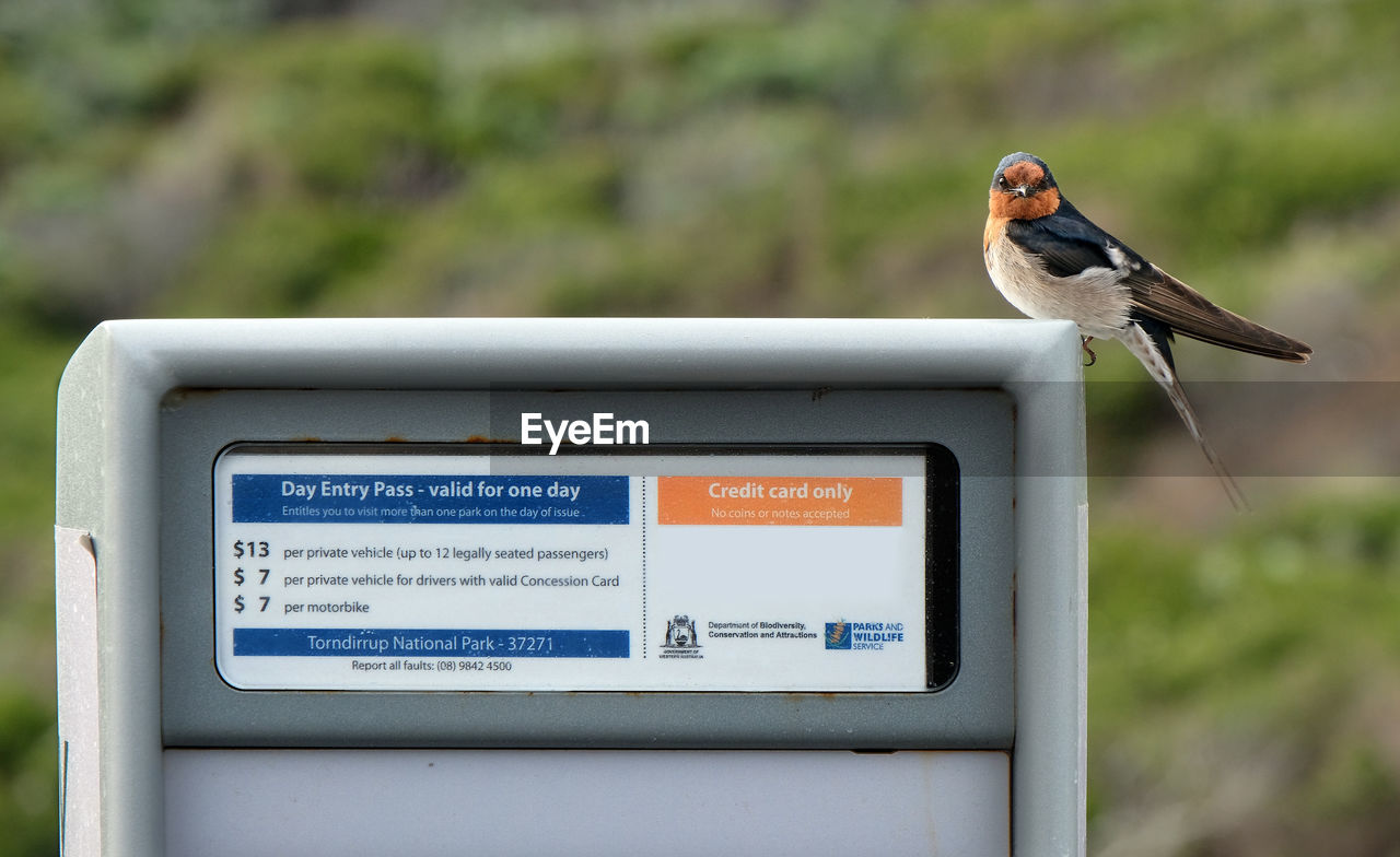 CLOSE-UP OF A BIRD PERCHING ON THE SIGN