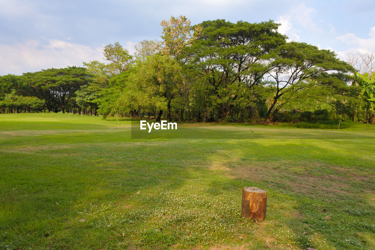 Trees on field against sky