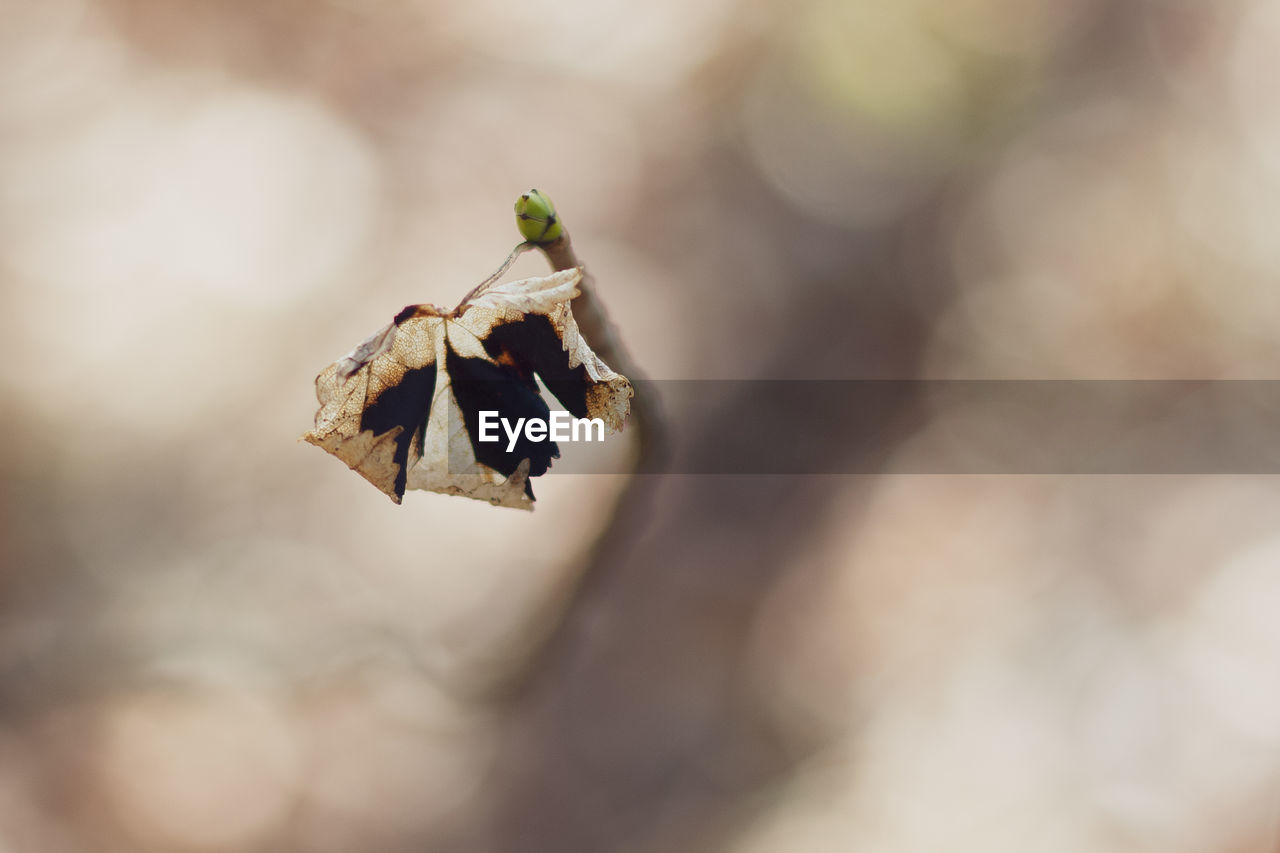 Close-up of butterfly on dry leaf