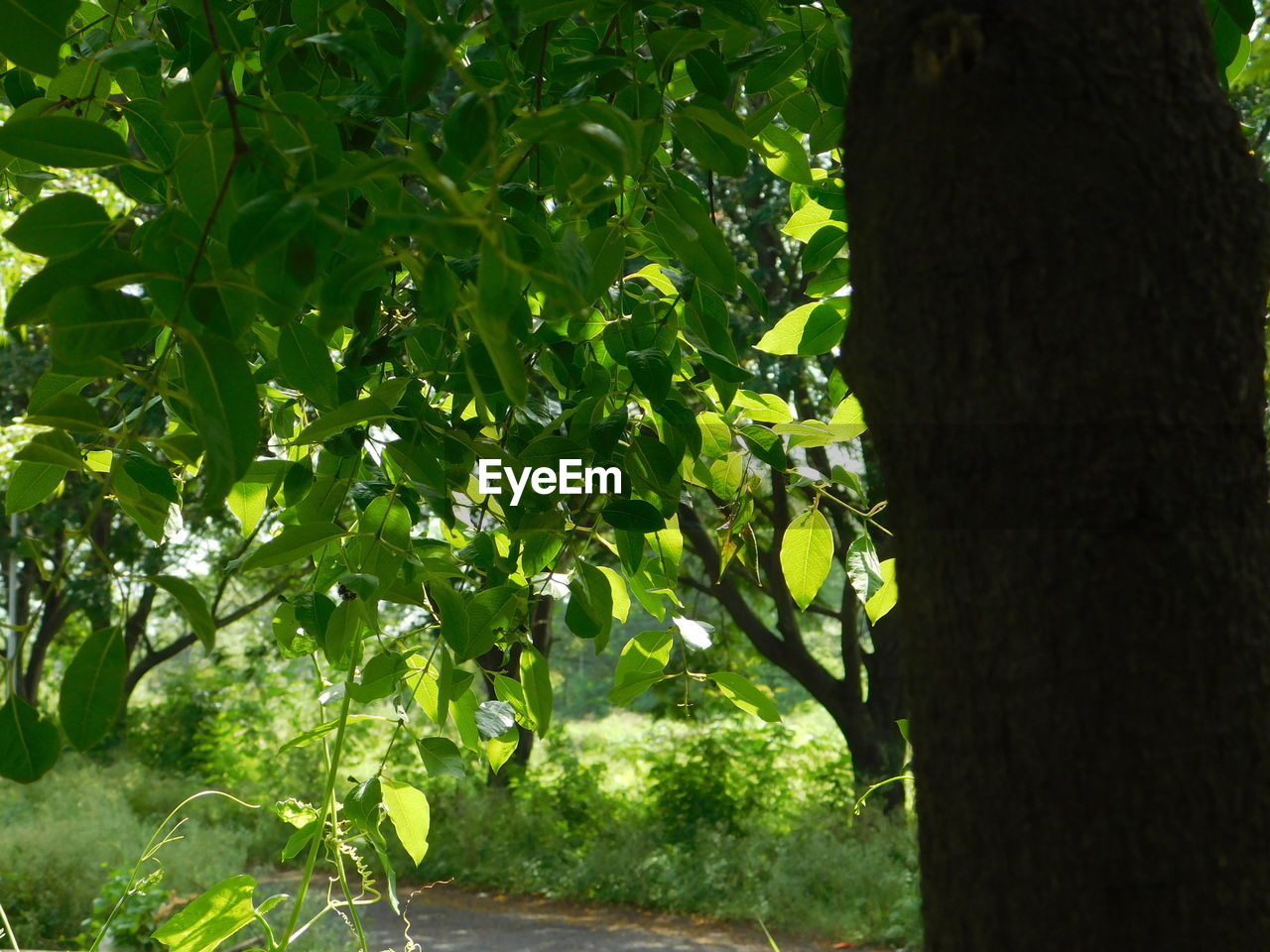 VIEW OF TREES