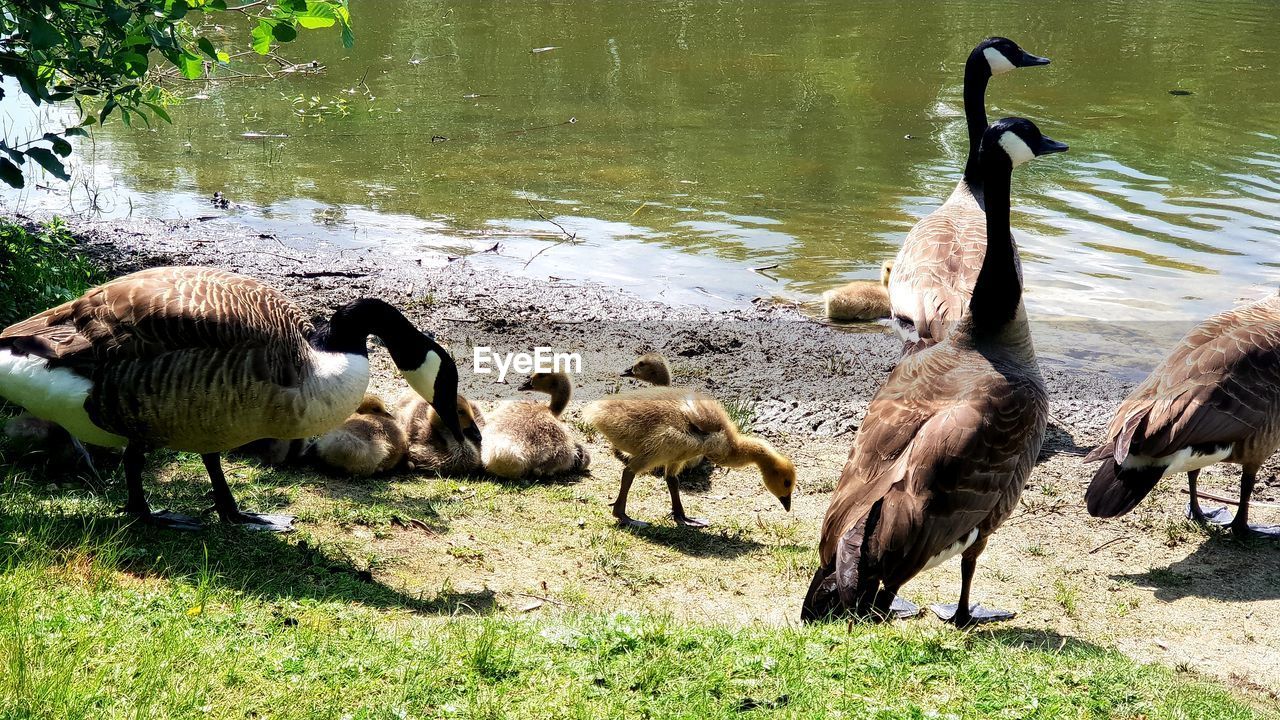 FLOCK OF BIRDS IN THE LAKE