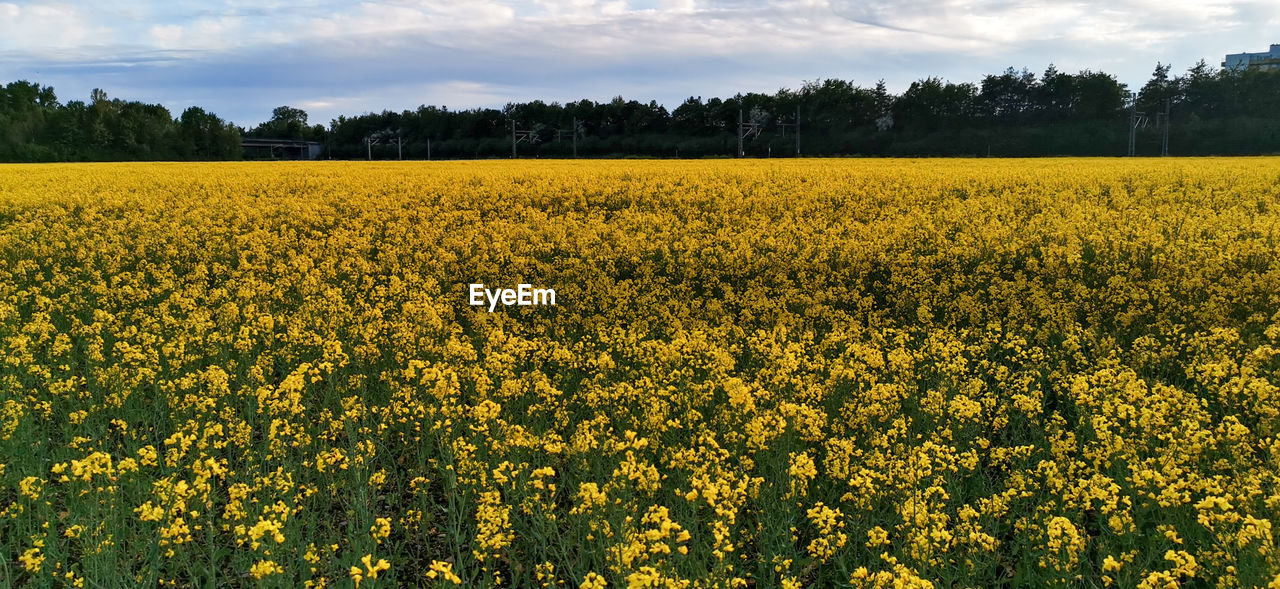 Scenic view of yellow flower field against sky