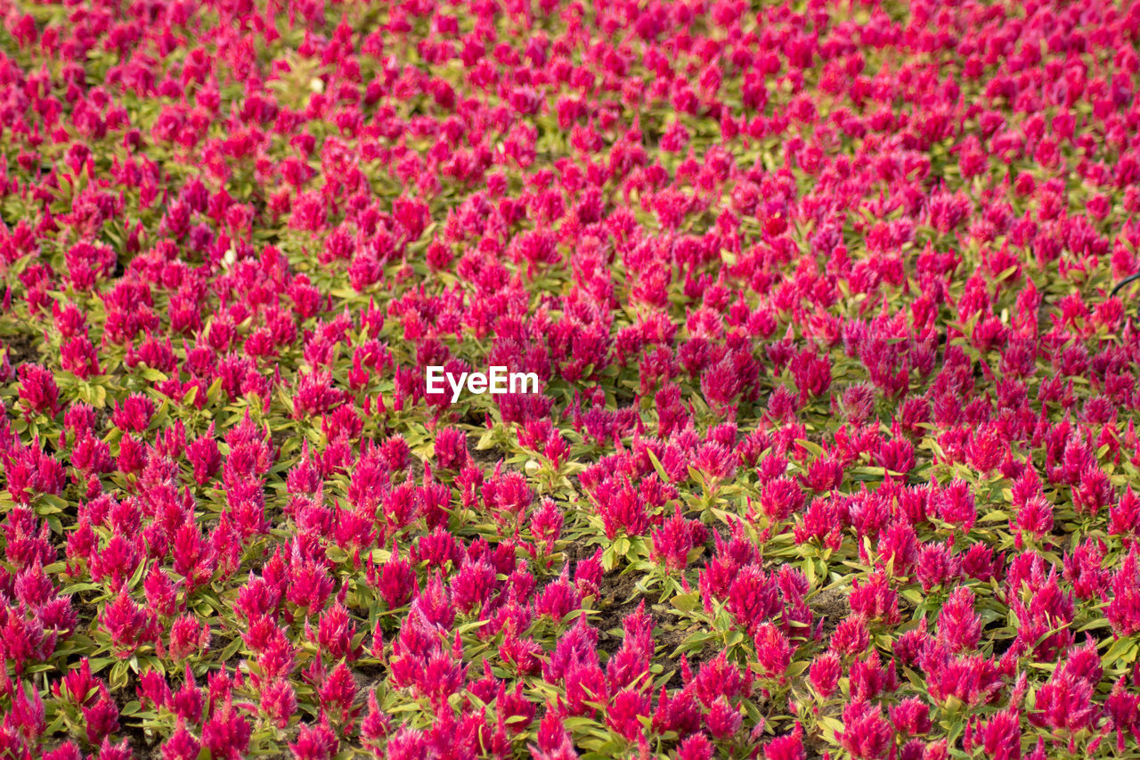 FULL FRAME SHOT OF RED FLOWERING PLANTS