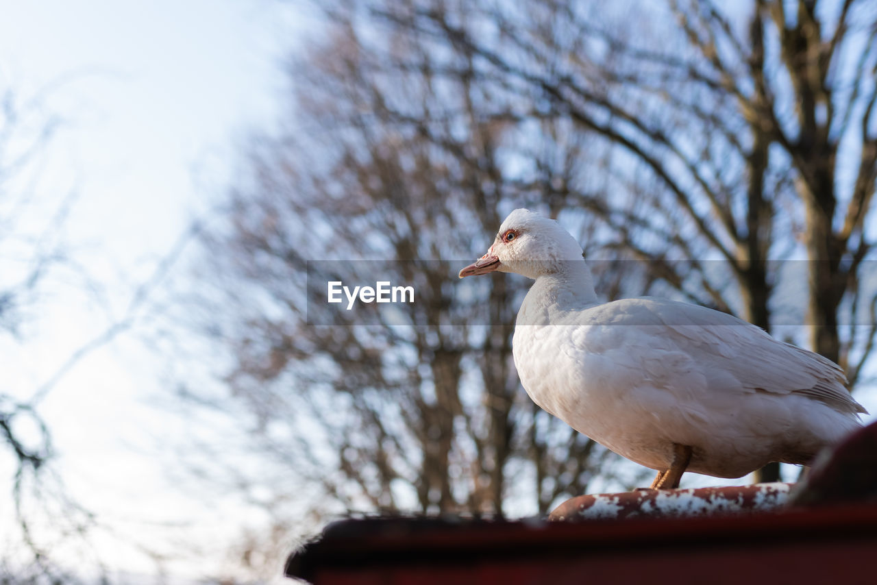 LOW ANGLE VIEW OF SEAGULL PERCHING ON TREE