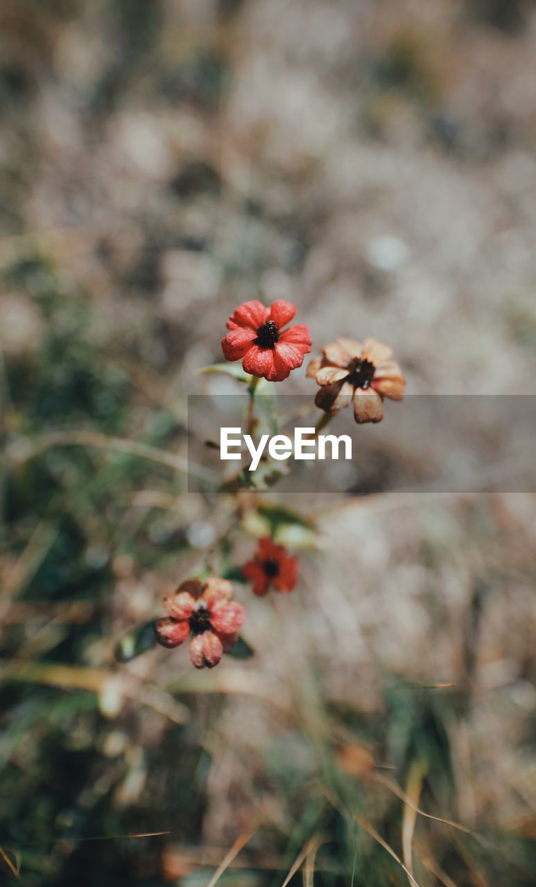 Close-up of red flowering plant on field