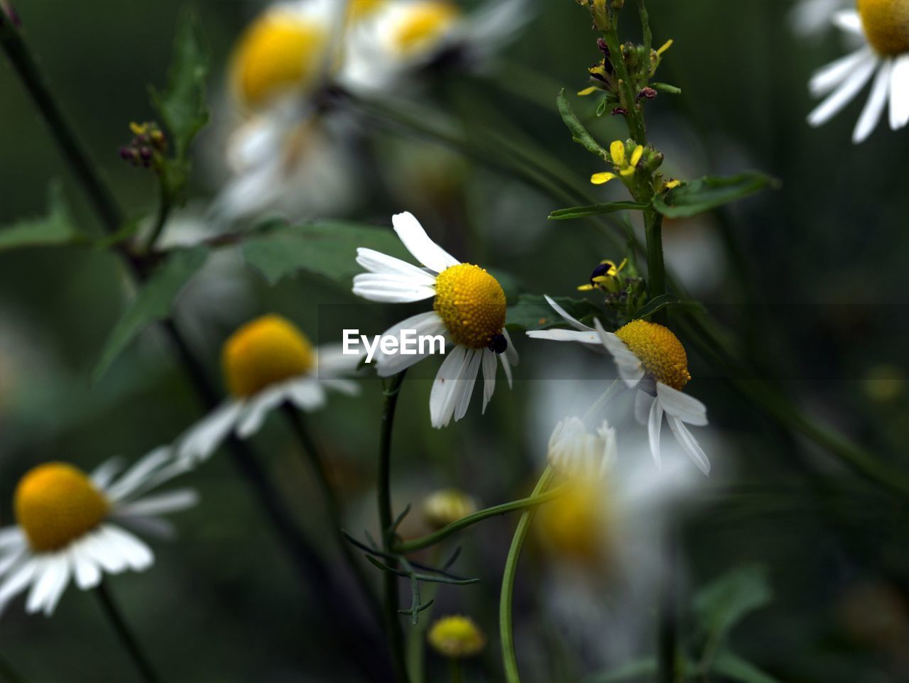 CLOSE-UP OF WHITE DAISIES