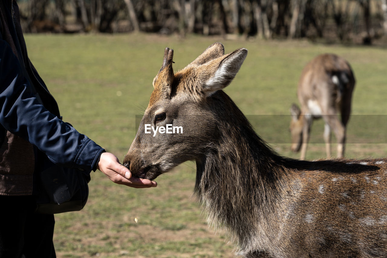 Midsection of person feeding deer in zoo