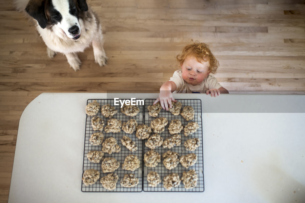 High angle view of dog sitting by cute baby boy taking cookies from table at home