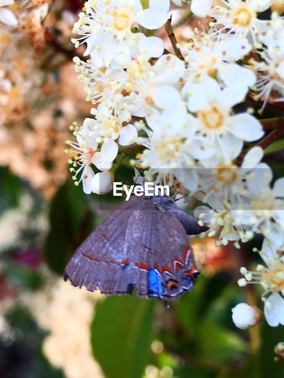 CLOSE-UP OF BUTTERFLY ON FLOWER OUTDOORS