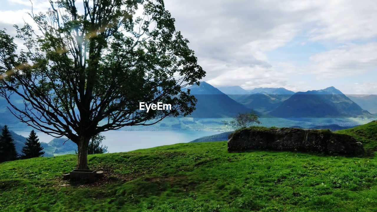 Full frame composition of a tree along with greenery and mountains in switzerland