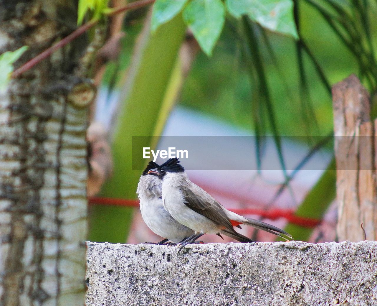 Bird perching on wall