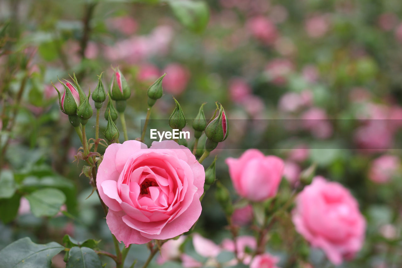 CLOSE-UP OF PINK ROSE IN GARDEN