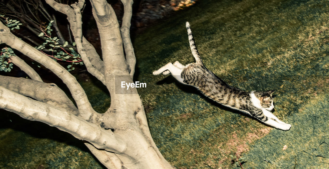 HIGH ANGLE VIEW OF SNAKE ON TREE TRUNK