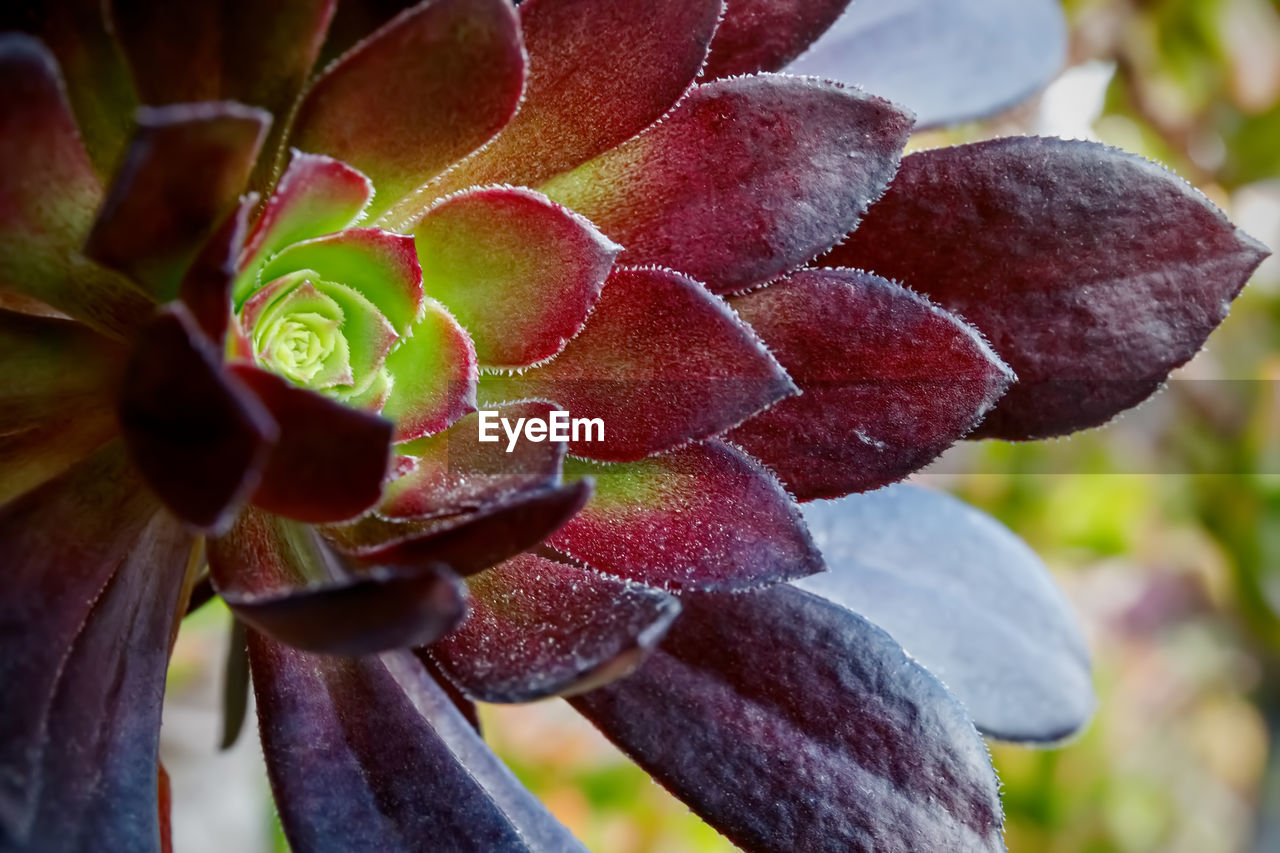 Aeonium arboreum, succulent plant crassulaceae