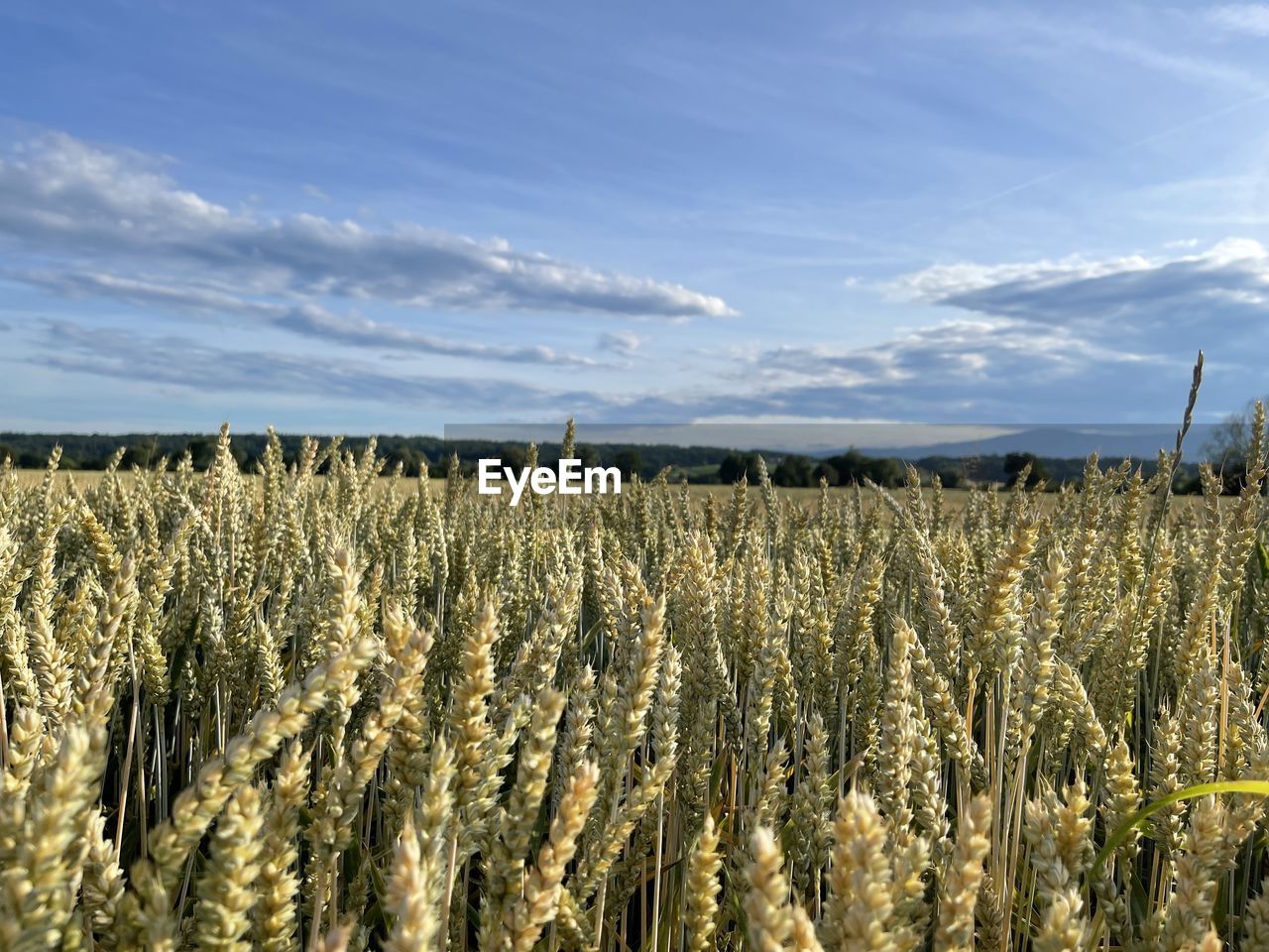 VIEW OF FIELD AGAINST SKY