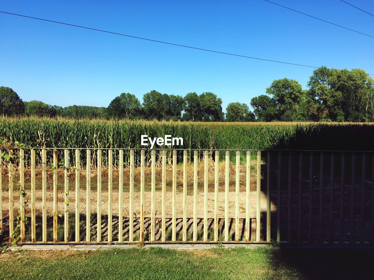 TREES ON FIELD AGAINST SKY