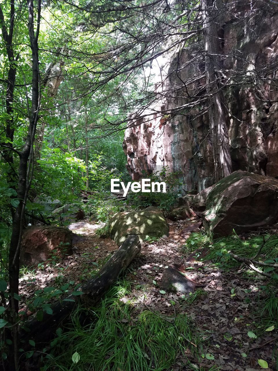 TREES AND GRASS IN FOREST